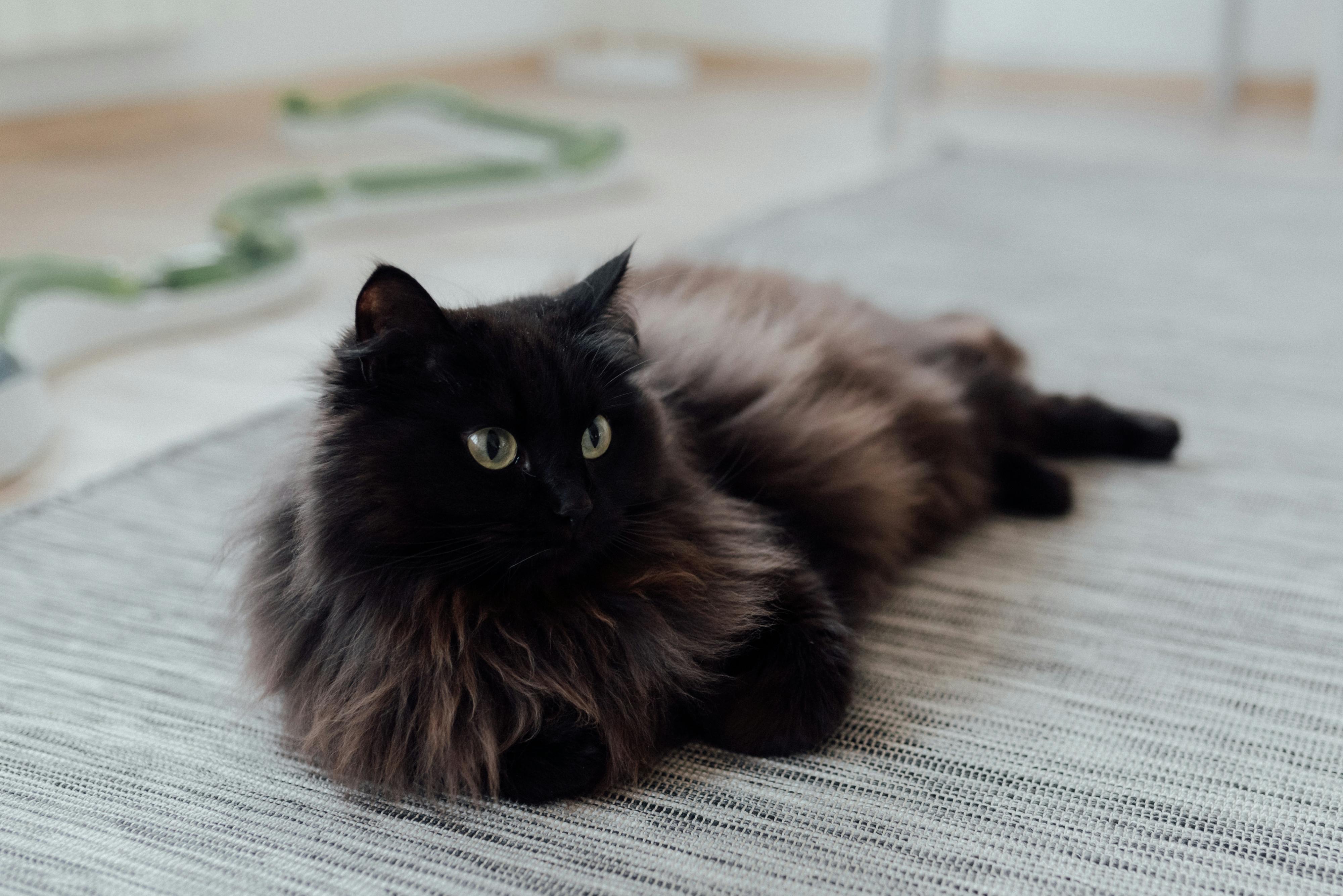 chat